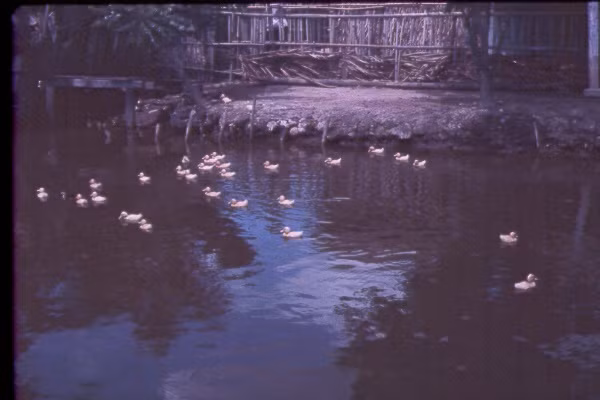 Khung cảnh thôn quê ở ngoại ô Sài Gòn. Ảnh: Oldspooksandspies.org