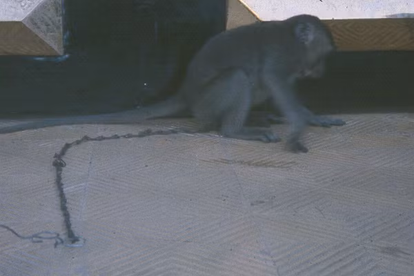 Chú khỉ tên Chuck được nuôi làm vật cưng. Ảnh: Oldspooksandspies.org