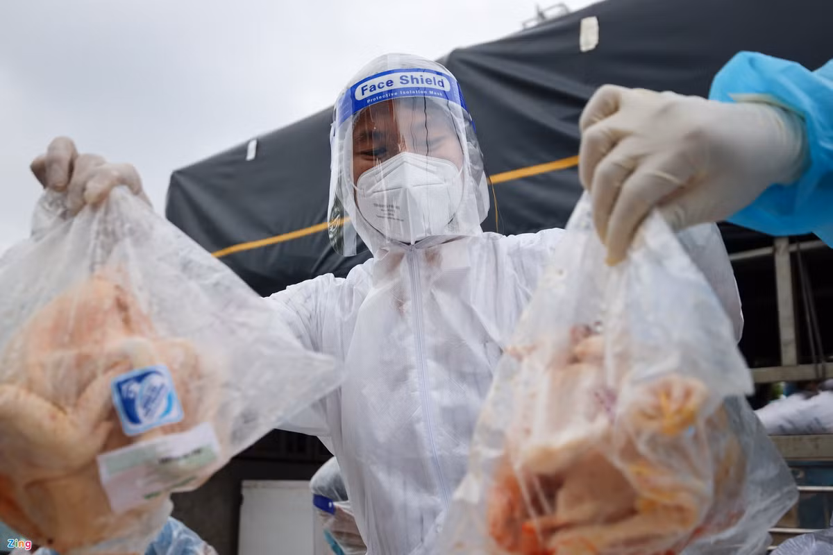 Nhận được thông tin phản ánh thiếu thực phẩm thiết yếu, Tiểu Vy, Thùy Tiên đã chuẩn bị 200 con gà cùng nhiều đồ ăn tươi khác để gửi tặng bà con tại quận 7.