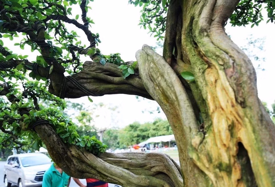 Chủ nhân cây bonsai rao bán với giá 500 triệu đồng.