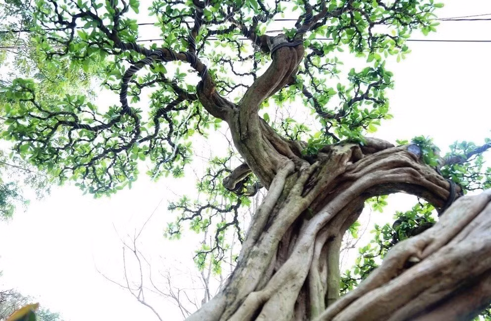 Tại các chi và ngọn cây sơ ri nhiều vân uốn lượn, khúc khuỷu trông rất đẹp mắt.