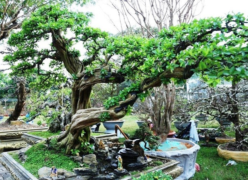 Ngam cay so ri co thu 100 nam tuoi, gia 500 trieu o TP.HCM-Hinh-11