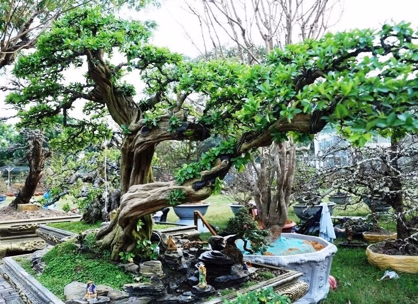 Tại hội hoa xuân, cây sơ ri của ông Cần được nhiều khách tham quan trầm trồ thích thú.