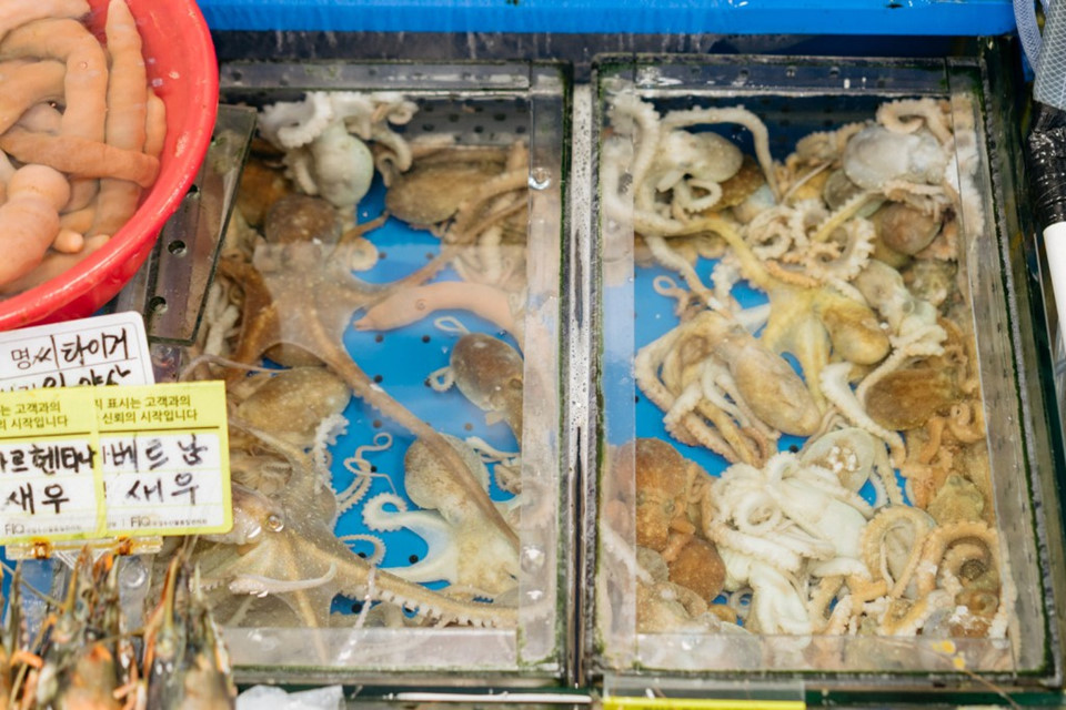 Noryangjin cũng là một trong những nơi ở Seoul mà bạn có thể thử món bạch tuộc sống, một món ăn kinh dị của người dân xứ Hàn. Món này có tên gốc là sannankji, người ăn chọn một con bạch tuộc còn sống, đổ một ít nước chấm lên con vật, sau đó bỏ vào miệng nhai khi chúng vẫn còn... ngọ nguậy.