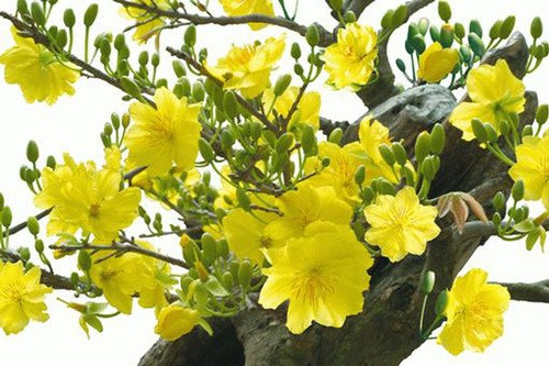 Nhung loai hoa dep va y nghia khong phai ai cung biet ngay Tet-Hinh-2