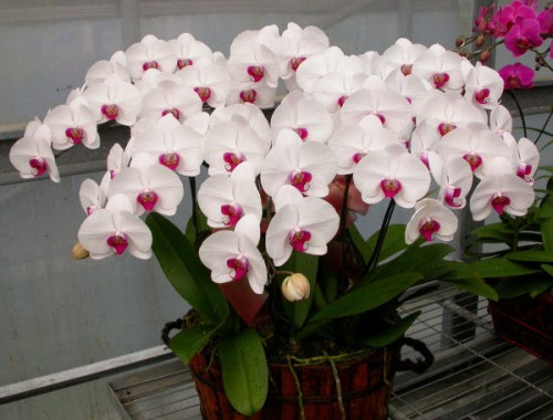 Nhung loai hoa dep va y nghia khong phai ai cung biet ngay Tet-Hinh-8