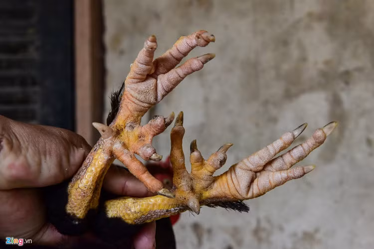 Tuy nói là gà 9 cựa nhưng gà chuẩn ở đây chỉ có tám cựa. Những con gà có đủ 9 cựa cực kỳ hiếm. Theo lời người nuôi, người có tiền cũng chưa dễ mua được.