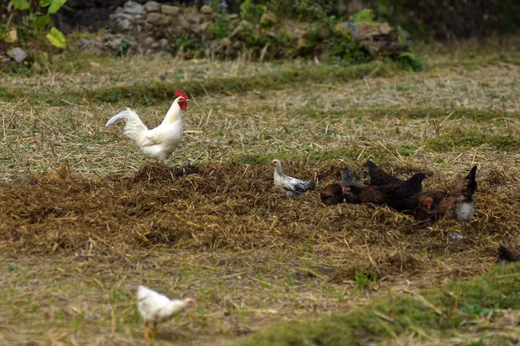 Do nuôi theo hình thức bán hoang dã, không sử dụng cám công nghiệp nên gà thường chậm lớn, phải nuôi mất một năm mới đạt 1,2-1,5 kg. Gà đạt chất lượng thịt cao nhất khi được nuôi từ 2 năm trở lên.