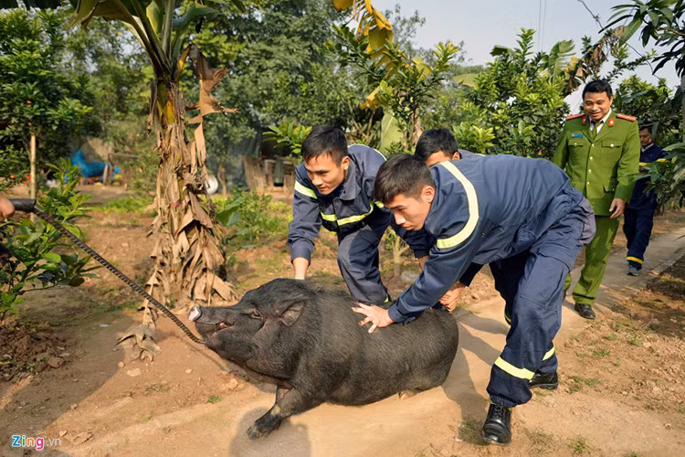 Sáng 24/1 (27 tháng Chạp), mọi người tổ chức thịt lợn để chuẩn bị gói bánh chưng, làm giò.