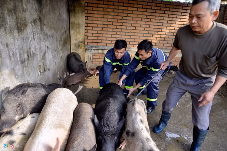 Doanh trại đóng ở cửa ngõ phía nam thủ đô, khá rộng nên cán bộ chiến sĩ có điều kiện tăng gia sản xuất, trồng rau, nuôi lợn, gà... Đàn lợn hơn chục con được họ nuôi gần một năm nay.