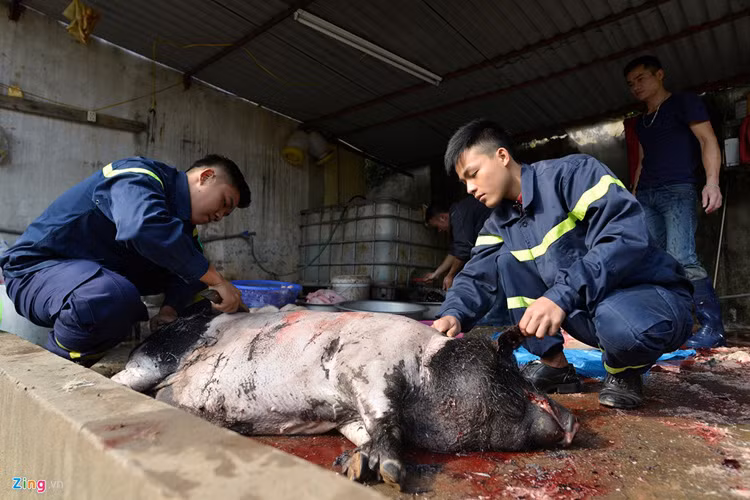 Để có nguyên liệu làm cỗ đủ trong 3 ngày Tết Đinh Dậu 2017, phục vụ cho 100 người, bộ phận nhà bếp ước tính phải thịt 3 con lợn.