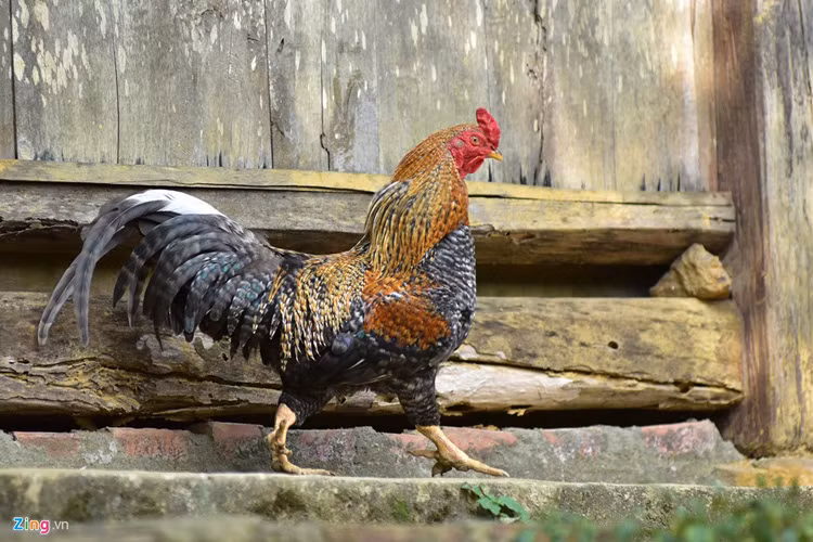 Gà 9 cựa có nguồn gốc là gà rừng nên chúng bay và chạy rất khoẻ. Đặc biệt, giống gà này chỉ có thể sống trong môi trường bán hoang dã. Mỗi sáng, người nuôi gà cho ăn rồi thả lên rừng. Buổi tối, gà tự về, ngủ trên cây.