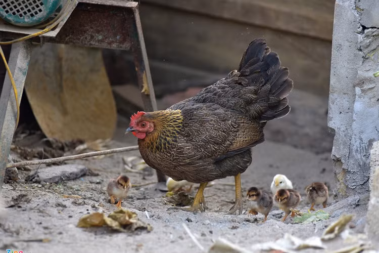 Do giá trị kinh tế của giống gà cao nên số lượng ở xã Xuân Sơn hiện nay đã tăng lên mức 2.500 con. Hầu như nhà nào cũng nuôi 1-2 con, có trang trại nuôi được 200 con.