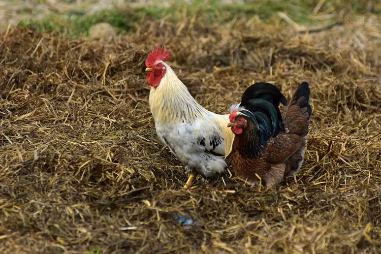 Giống gà 9 cựa đã được nuôi ở đây từ rất lâu nhưng do cuộc sống quá biệt lập nên người dân không hề biết đó là gà quý. "Mãi đến khoảng năm 2000, khi con đường được mở vào xã, thông tin phủ sóng thì mọi người mới biết", bà Hà Thị Hiền, Phó chủ tịch UBND xã Xuân Sơn, cho hay.