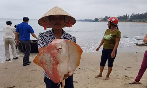 Sự cố ô nhiễm biển miền trung khiến 39.000 ngư dân mất việc.