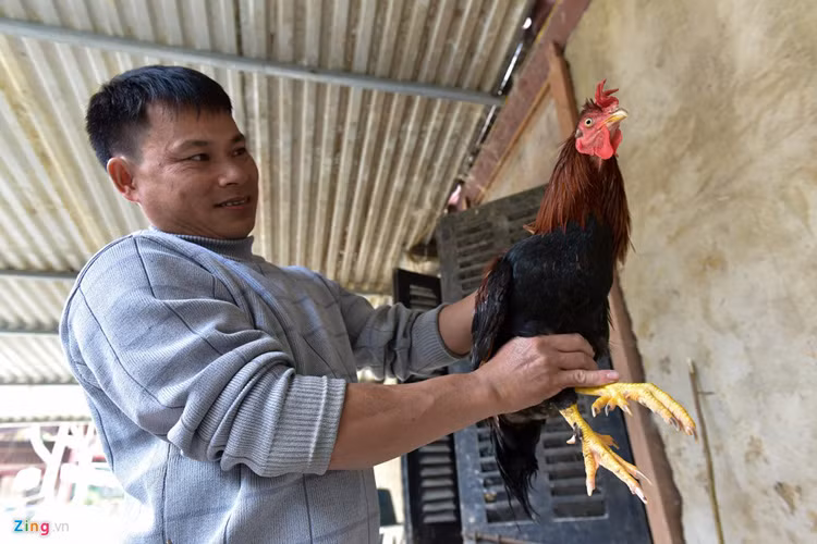 Tuy nhiên, theo người dân tại đây, nếu không được nuôi nhốt, lồng, thì dù có được chăm sóc tốt, gà vẫn gầy và chết.