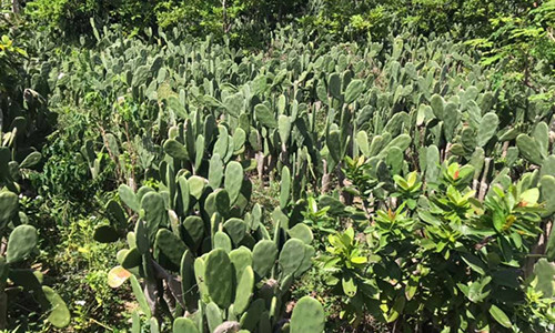 Ky la loai cay toan gai nhung co the an