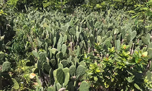 Ky la loai cay toan gai nhung co the an