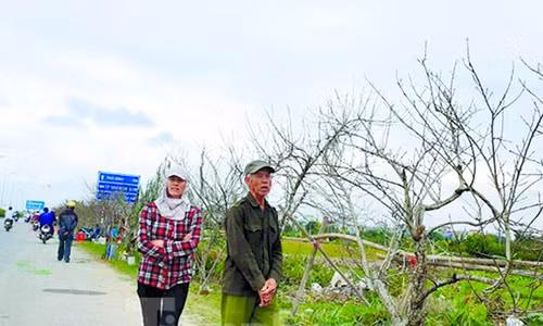 Cam chat dao rung ve xuoi choi Tet: Hieu sao cho dung?