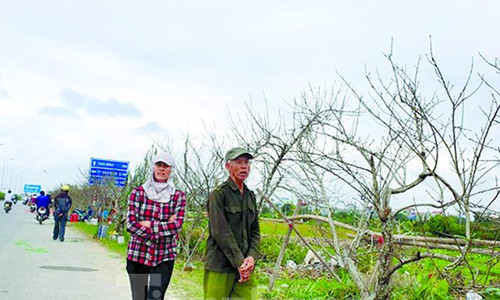 Cam chat dao rung ve xuoi choi Tet: Hieu sao cho dung?