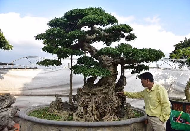 Ngam bo ba cay canh duoc “het gia” hon 1 trieu USD-Hinh-3