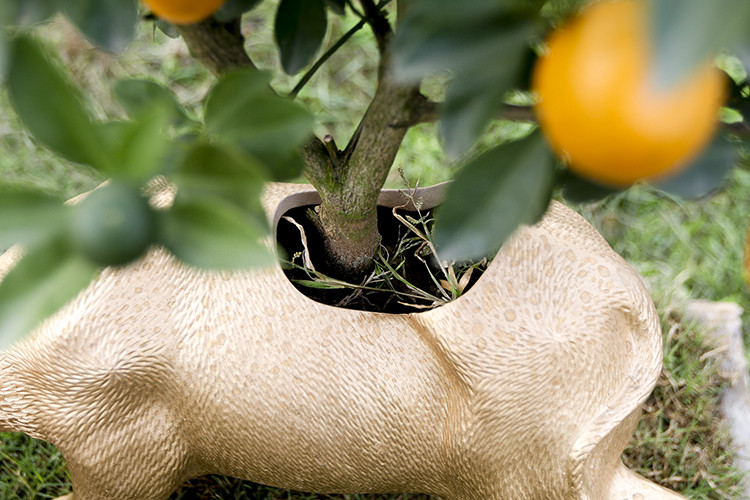 Việc trồng quất trên lưng trâu cũng khá vất vả và kỳ công. Phải chọn cây phù hợp, nếu không sẽ bị vỡ trâu.