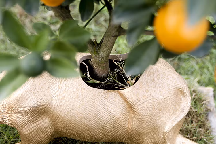 Việc trồng quất trên lưng trâu cũng khá vất vả và kỳ công. Phải chọn cây phù hợp, nếu không sẽ bị vỡ trâu.