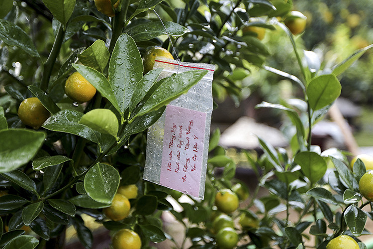 Những cây quất đã có chủ mua mua đều được nhà vườn đánh dấu và ghi số điện thoại của khách hàng.