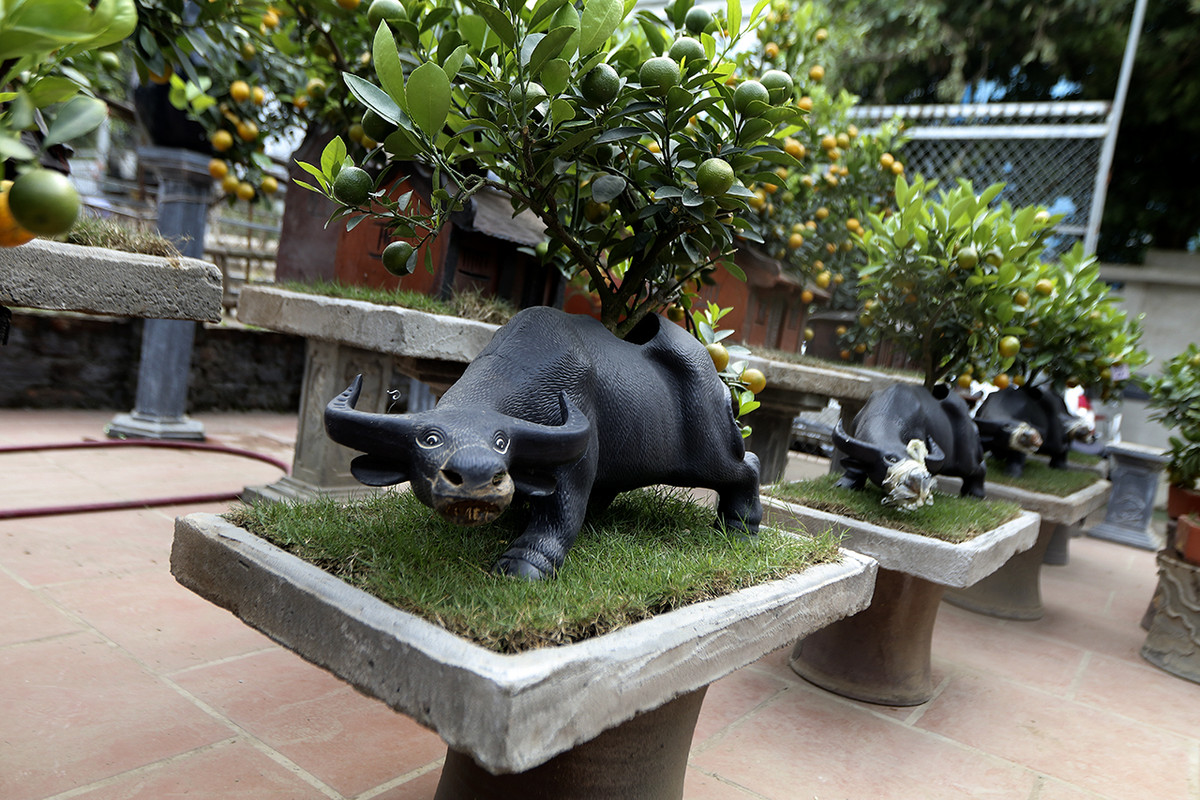 Ngoài trâu vàng, có nhà vẫn để trâu màu đen truyền thống.