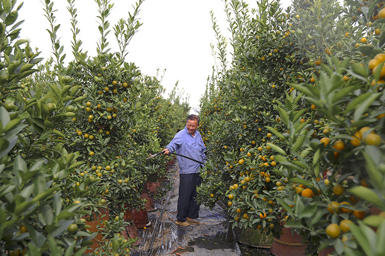 Đây là thời điểm này rất cần người chăm bón cẩn trọng để có cây đẹp, quả chín vào đúng dịp Tết.