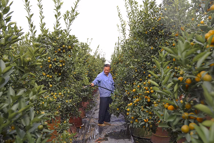 Đây là thời điểm này rất cần người chăm bón cẩn trọng để có cây đẹp, quả chín vào đúng dịp Tết.