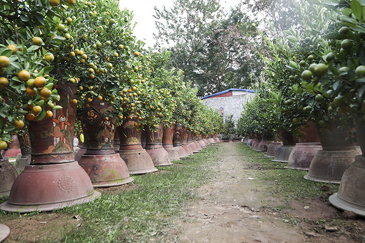 Ngoài trâu vàng, các nhà vườn tại Tứ Liên vẫn có đầy đủ những mẫu quất trồng trong chậu.