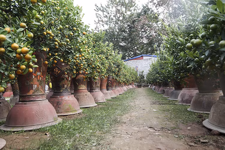 Ngoài trâu vàng, các nhà vườn tại Tứ Liên vẫn có đầy đủ những mẫu quất trồng trong chậu.