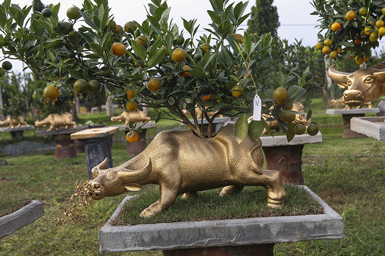 Hầu hết các chậu hình trâu được nhà vườn đặt làm từ làng gốm Bát Tràng (Hà Nội) và Phù Lãng (Bắc Ninh) với nhiều loại, kiểu dáng, kích cỡ khác nhau.