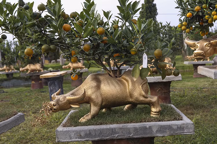 Hầu hết các chậu hình trâu được nhà vườn đặt làm từ làng gốm Bát Tràng (Hà Nội) và Phù Lãng (Bắc Ninh) với nhiều loại, kiểu dáng, kích cỡ khác nhau.