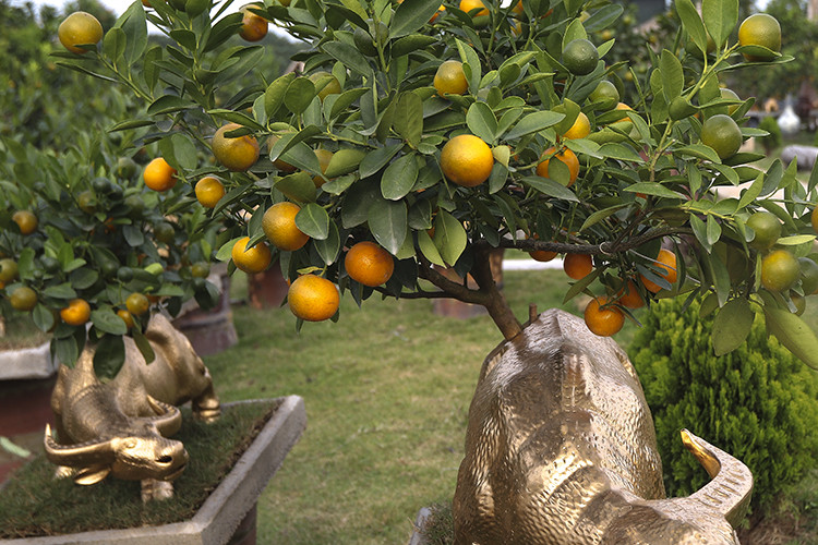 Để có những cây quất bonsai đẹp, các nhà vườn Tứ Liên phải chuẩn bị trong khoảng 2 năm, thực hiện việc chăm bón tạo dáng, uốn thế. Sau đó, cây được đưa lên lưng trâu để tiếp tục chăm sóc.