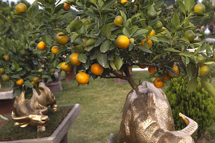 Để có những cây quất bonsai đẹp, các nhà vườn Tứ Liên phải chuẩn bị trong khoảng 2 năm, thực hiện việc chăm bón tạo dáng, uốn thế. Sau đó, cây được đưa lên lưng trâu để tiếp tục chăm sóc.