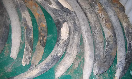 Bi an 500 nam duoc he lo tu “tau ma” chua 40 tan chau bau