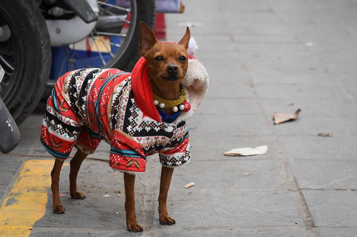 Mặt hàng quần áo chống rét cho chó mèo cũng được bán nhiều trong vài ngày gần đây với mức giá từ 20.000 đồng đến 100.000 đồng.