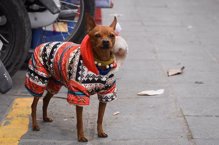 Mặt hàng quần áo chống rét cho chó mèo cũng được bán nhiều trong vài ngày gần đây với mức giá từ 20.000 đồng đến 100.000 đồng.