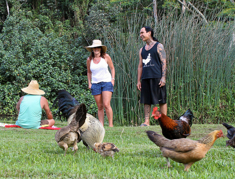 Nhưng vì sao đảo Kauai lại trở thành thiên đường của gà hoang? Những người Polynesia được cho là đem theo gà đến Hawaii từ ít nhất 800 năm trước, trên những hải trình dài. Lũ gà sống hoang dã trên đảo từ đó.