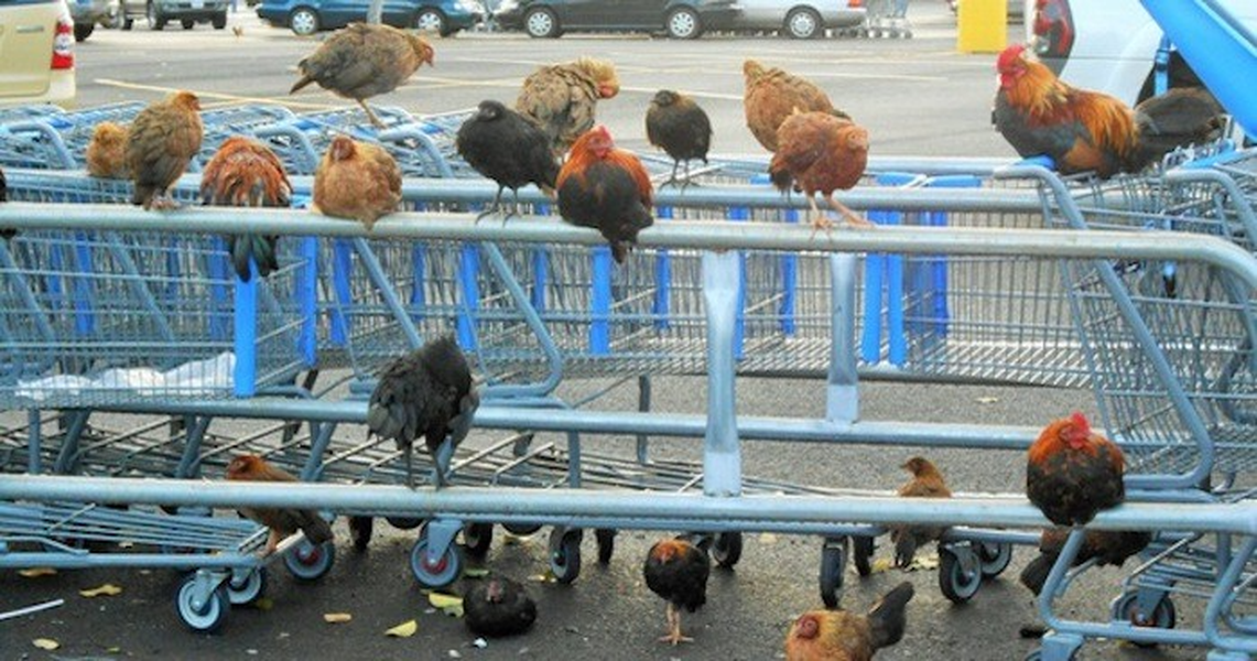 Gà trên đảo này lang thang khắp nơi. Thức ăn của chúng là rác, đồ ăn mèo, đến chờ du khách cho ăn hoặc kiếm mồi như các loài bản địa khác.