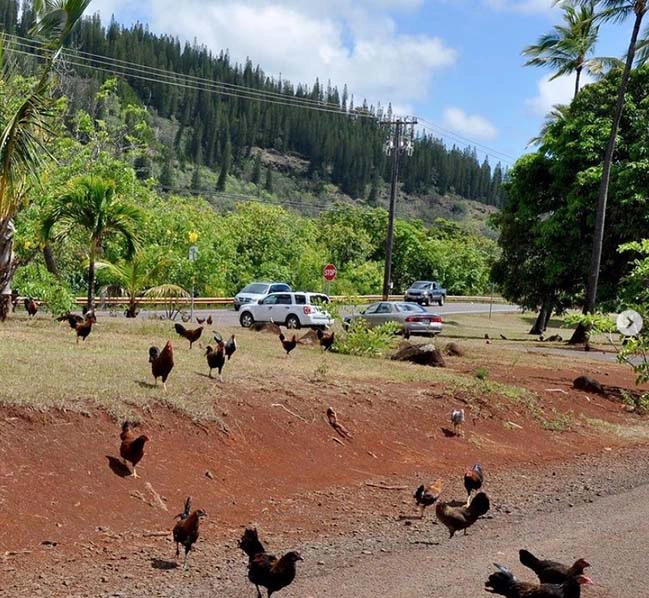 Điều đáng nói, gà moa ở Hawai được bảo vệ theo luật. Khi không thể phân biệt giữa gà moa và gà thường, người dân tránh giết thịt tất cả để không làm tổn hại đến chúng.