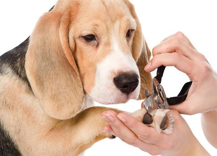 Theo lời khai của Nguyễn Hữu Thêm, trước đây, hắn chơi chung nhóm bạn và thường xuyên đến nhà P.A. Cuối năm 2022, Thêm đem lòng yêu một người bạn trai cùng nhóm, nhưng P.A lại phân tích rằng bạn nam kia rất “chuẩn men”, thích con gái nên không phù hợp với mối quan hệ yêu đương đồng tính. Cho rằng P.A cố tình làm như vậy là để giành người yêu với mình, Thêm sinh lòng hận thù và tìm đến Đỗ Xuân Khánh (sinh năm 1992; nơi thường trú: 97 Phan Thúc Duyện, Mỹ An, Ngũ Hành Sơn, Đà Nẵng) bàn bạc cùng lên kế hoạch trả thù. Sau khi đưa ra nhiều phương án, cuối cùng cả hai thống nhất thủ đoạn đặt mua ma túy gài vào các vị trí tại chỗ ở và trên xe của P.A để đẩy bạn vào tù mà không sợ bị phát hiện. (Ảnh minh họa, nguồn internet) 