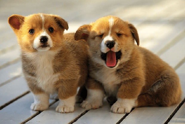 Phân tích từng chi tiết trong giao dịch mua bán chó cảnh này, cơ quan Công an nhận thấy có rất nhiều điều bất thường. Thứ nhất, mỗi lần giao dịch, P.A thường đưa ra giá cao hơn bình thường một chút để bên mua trả thấp xuống là vừa, nhưng đối với trường hợp này thì không trả giá mà đặt lệnh mua ngay. Thứ hai, sau khi hẹn giờ giao hàng, người mua còn nhờ P.A đến một điểm đã được xác định từ trước để lấy giúp bánh tráng (có kẹp sẵn ma túy). Thứ ba, khi người bán liên hệ giao hàng thì người mua bảo đứng chờ và chỉ chưa đầy 5 phút thì Công an đến kiểm tra. Thứ tư, khi trình báo với cơ quan Công an, người mua đọc vanh vách biển số xe gắn máy mà không chút vấp váp. (Ảnh minh họa, nguồn internet)