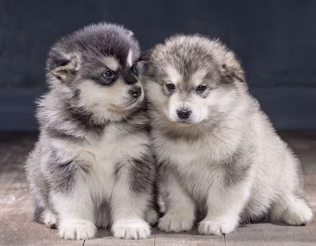 Quá trình điều tra cơ quan Công an thu thập được thông tin, vào khoảng 8h30 ngày 3/2/2023, một khách hàng sử dụng tài khoản Facebook “Trần Thị Mỹ Hạnh” liên hệ với P.A đã đặt mua chó cảnh. Sau khi chấp nhận giá cả, bên mua yêu cầu giao đến địa chỉ 530 Lê Đức Thọ, phường 17, quận Gò Vấp vào lúc 9h30. Ngoài ra, người mua còn nhờ P.A ghé vào một địa điểm khu vực chân cầu Trường Đai (thuộc quận 12) nhận giúp 2 bịch bánh tráng. Đến 9h25 cùng ngày, khi P.A mang chó đến điểm hẹn và gọi cho “Trần Thị Mỹ Hạnh” nhưng được trả lời là đang bận và đề nghị đợi thêm 5 phút thì Công an phường 17, quận Gò Vấp đến kiểm tra, phát hiện sự việc nêu trên. (Ảnh minh họa, nguồn internet) 