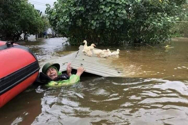 Người dân với gương mặt đau khổ, cố gắng cứu vớt đàn vịt giữa dòng nước lũ ở Nghệ An. 