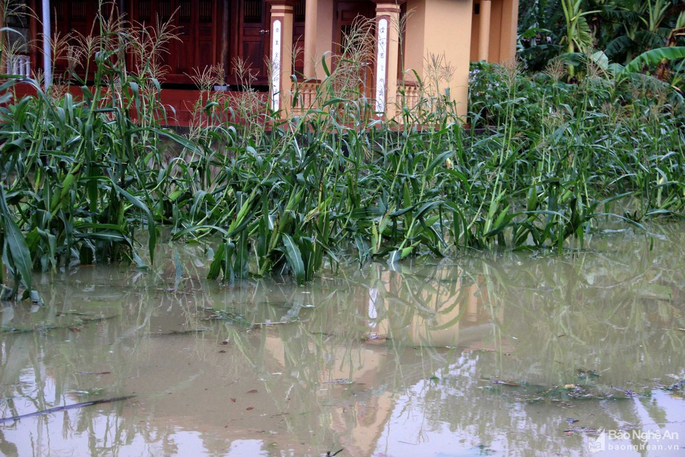 Hiện toàn xã cũng đã có khoảng 50 ha rau màu vụ đông bị ngập nặng, trong đó tại xóm 1 có 10 ha bị thiệt hại hoàn toàn. Ảnh Báo Nghệ An.