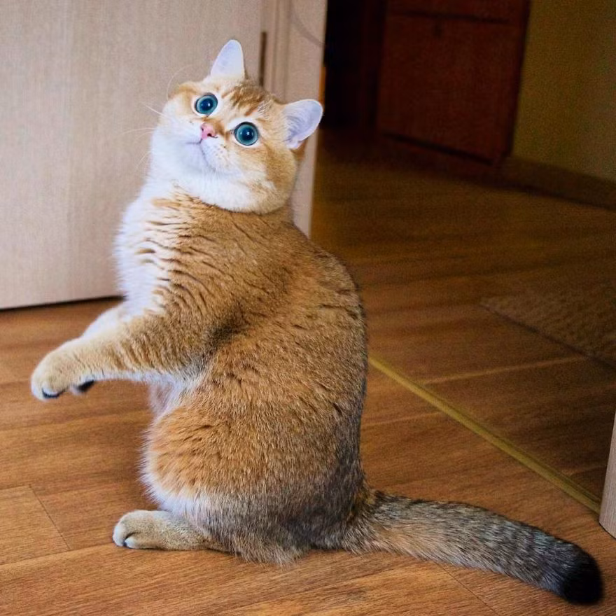 Mặc dù nổi tiếng nhưng Hosico vẫn chẳng thay đổi gì. Chú ta vẫn nghịch ngợm, đáng yêu theo cách riêng của mình. (Nguồn Bored Panda)