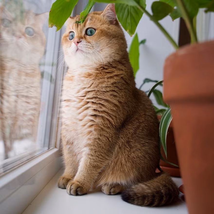 Theo chủ nhân của Hosico, chú mèo này cực thích đồ chơi mới nhưng cũng rất nhanh chán. Chỉ khoảng một tuần, Hosico sẽ chẳng thèm đụng đến món đồ chơi cũ nữa. (Nguồn Bored Panda)